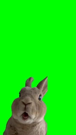 Bunny Chewing