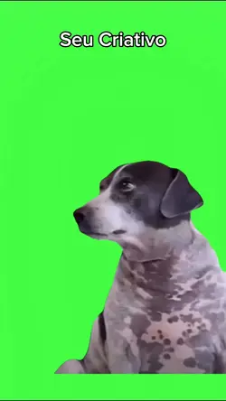 dog observando