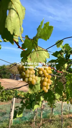 Grape picking