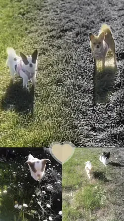 Cutedogs
