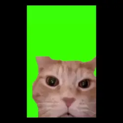 Kucing ketawa