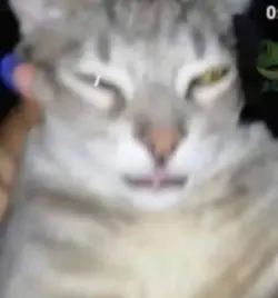 XD 