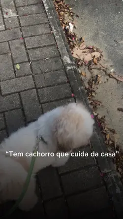 Pena que não é meu