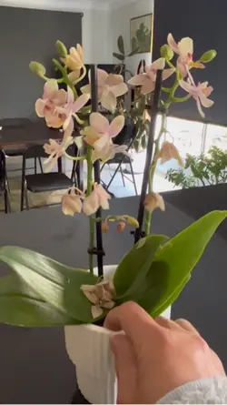 Orchid plants.❤️🪴