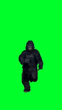 Gorilla running 