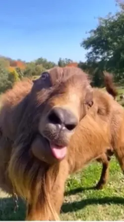 Donkey Template