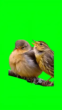 BIRDS SINGING