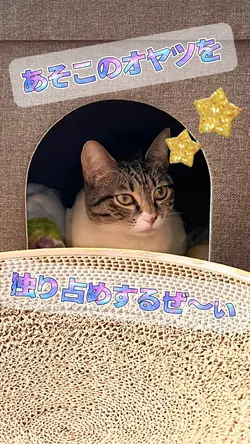 ペット動画など