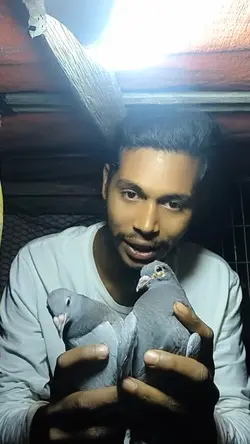 New pigeon 