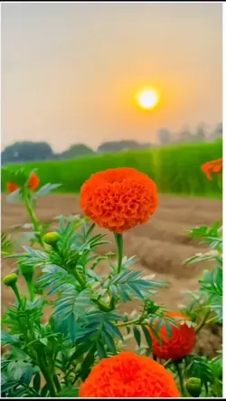 বুকটা চিরিয়া তোরে 