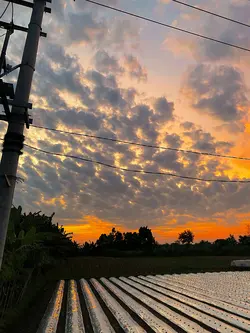 filter senja