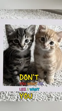 apateu kucing