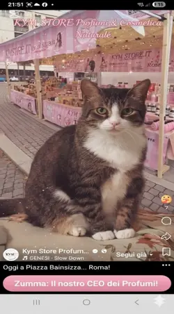 un modello con gatto