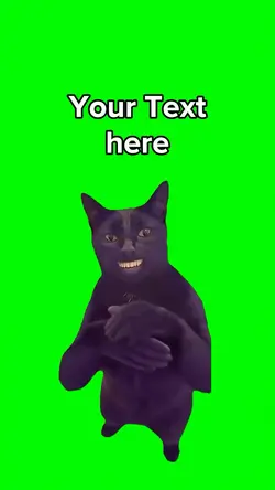 Cat clapping 
