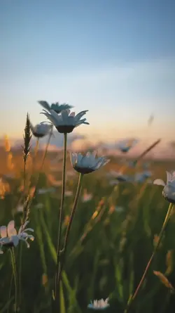 spring. 