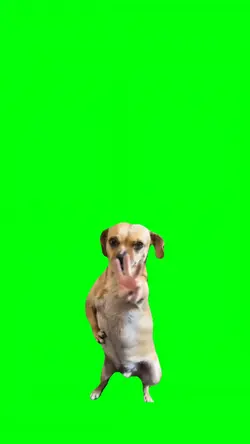DOG DANCING