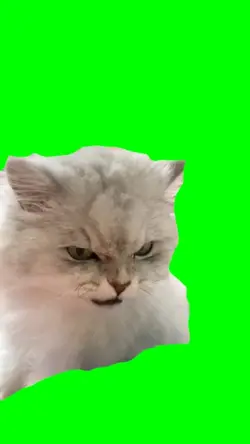 angry cat