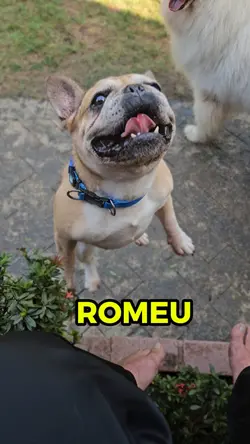 Funny Dogs moments 1