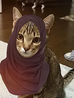 yalili sticker hijab