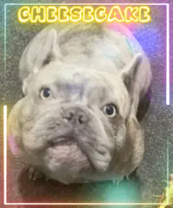 I want the good food
