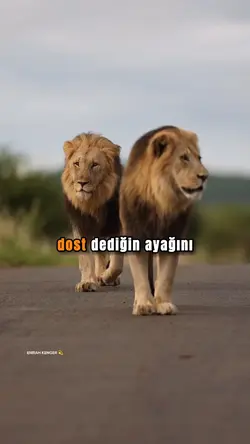 DOST DEDİĞİN