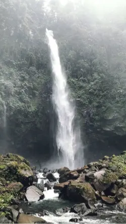 Tea hijau