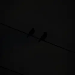 Two Birds