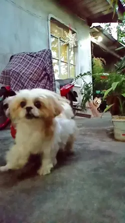 Shih tzu