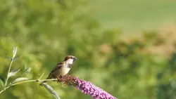 mini vlog burung