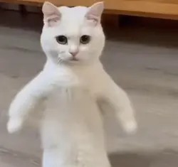 mèo nhảy