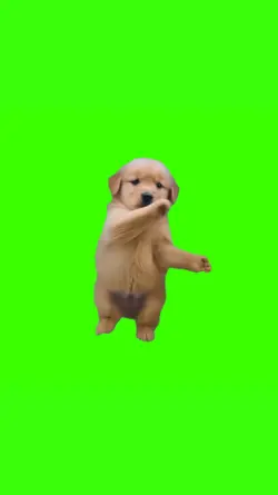 Dog Brazilian phonk