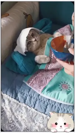 kucing lagi demam