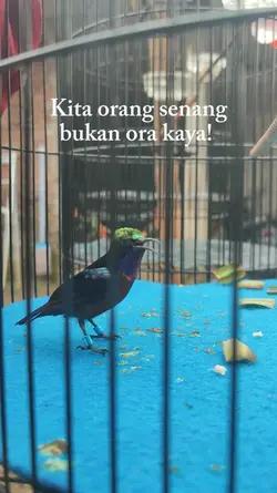 Story Kicaumania 1