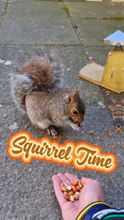 Cute squirrels 