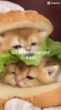 Hamburger kediler🍔