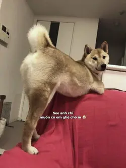 Em ghệ chó iu 🐶
