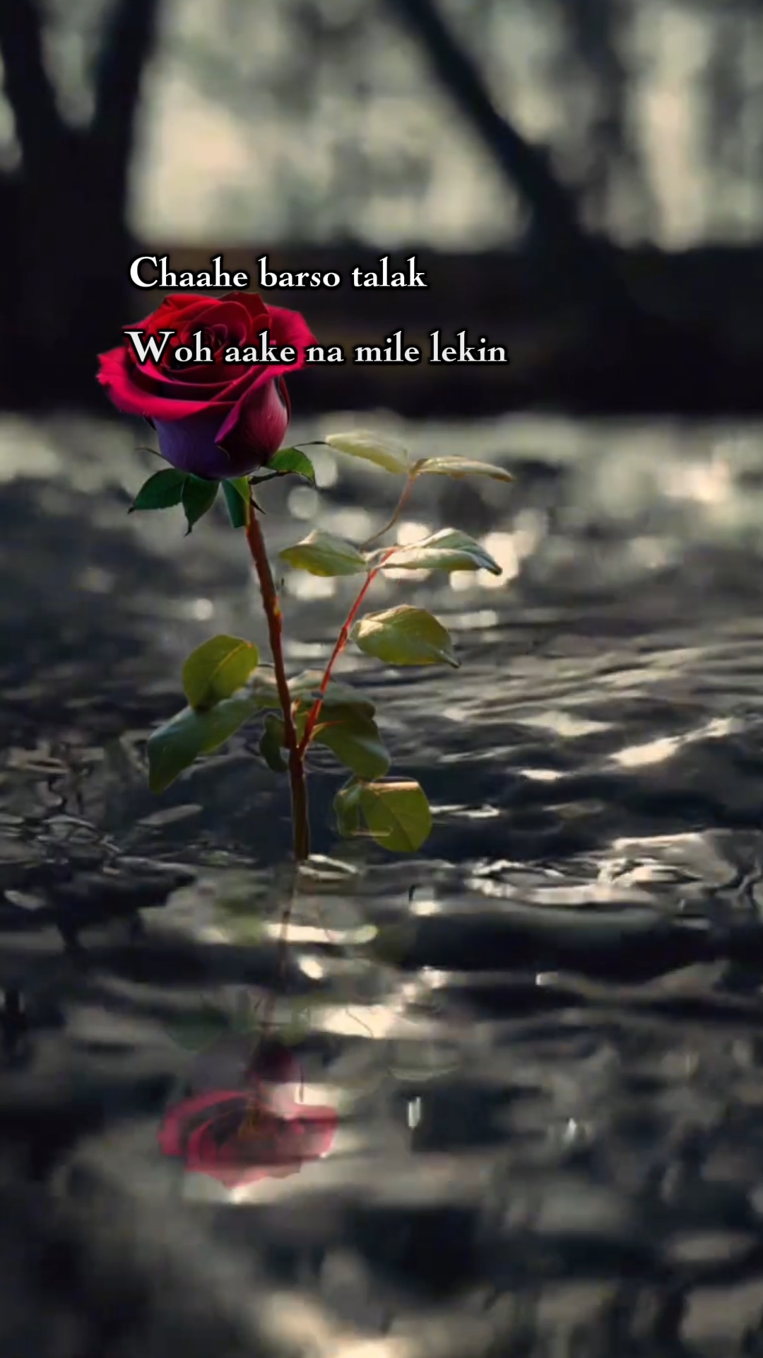sad shayari motion template - Pippit