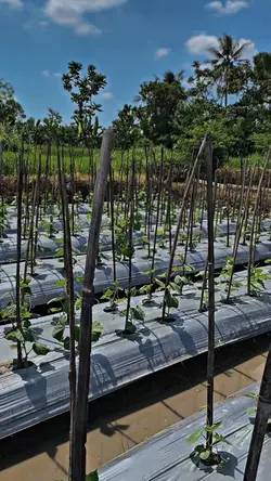 petani berkebun