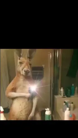Kangaroo funny dance