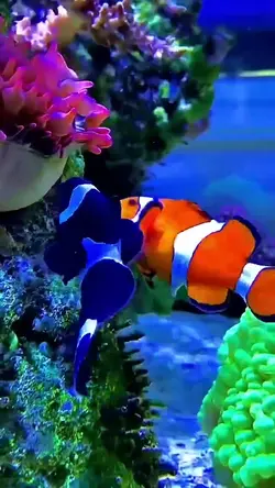 beautiful fish