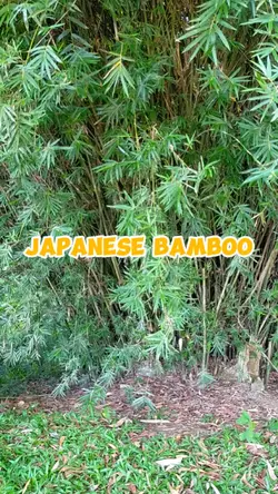 Japanese bamboo 