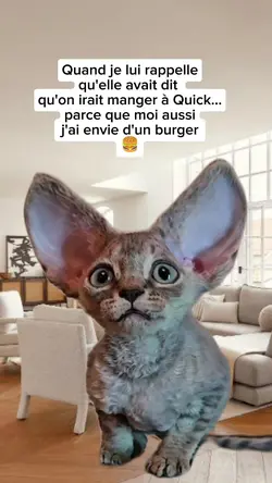 Chat déçu
