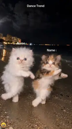 Dance Cat Trend 