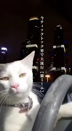 大流行:猫ミーム？！