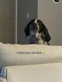my dog?