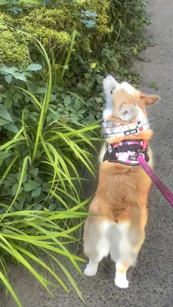 わんこの日常を可愛く