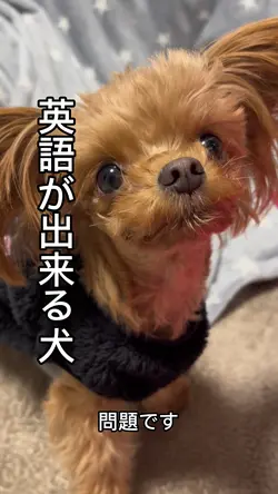 英語が出来る犬