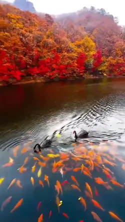 1 minute autumn