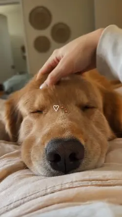 my dog 