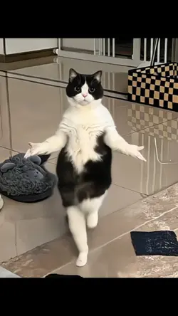 cat dance